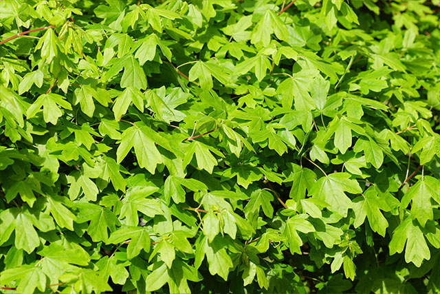 Field Maple hedging plants