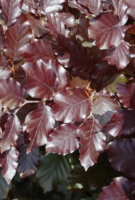 Purple or Copper Beech Hedge