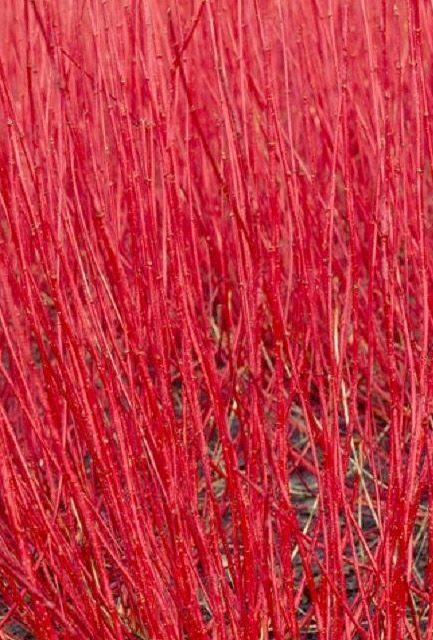 Red Stemmed Dogwood Hedge