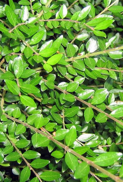 Box Leaf Honeysuckle Hedge