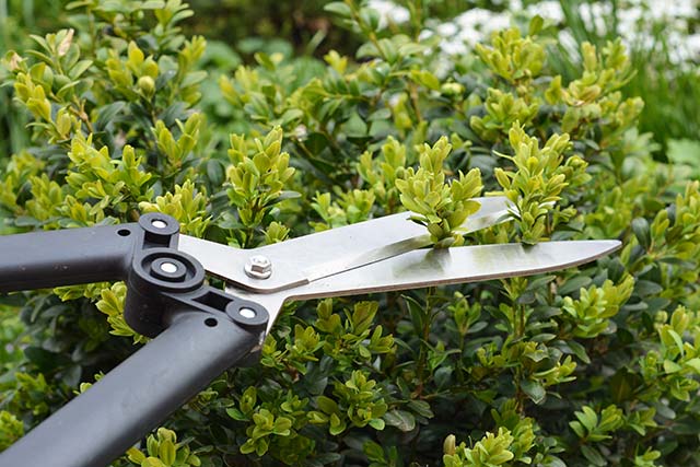 A box hedge being pruned with shears