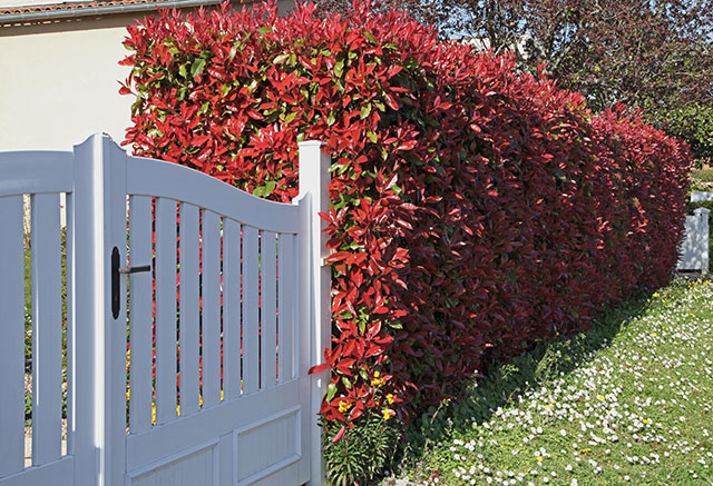 A photinia red robin hedge in a garden with plants in the background