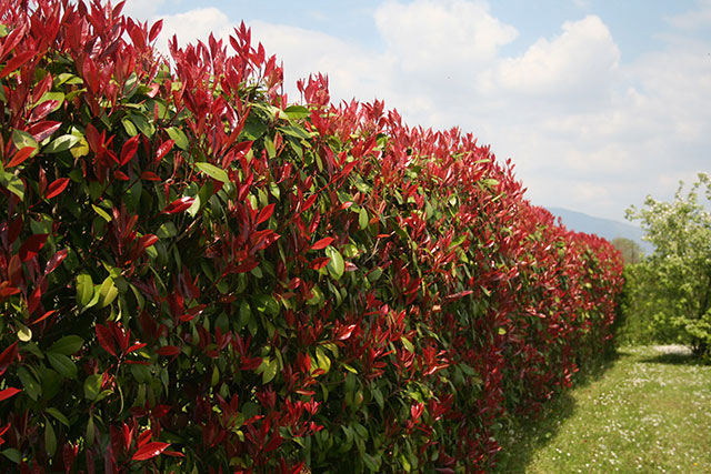 A photinia red robin hedge with pruning and shaping to create a desired shape