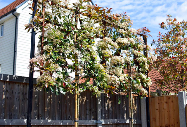 A beautiful red robin pleached hedge adding vertical interest to the landscape design