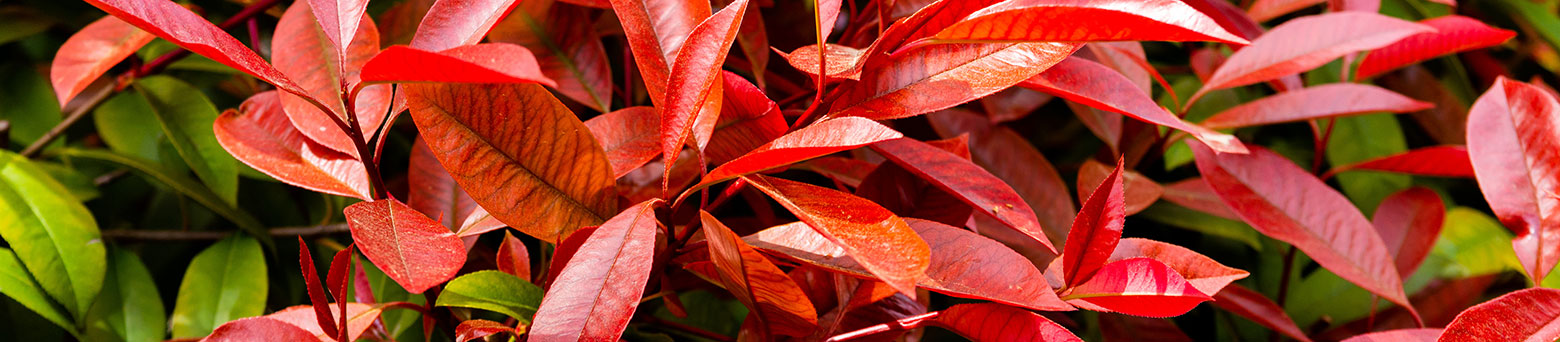 A photinia red robin hedge with dense evergreen foliage and bright red new growth in autumn