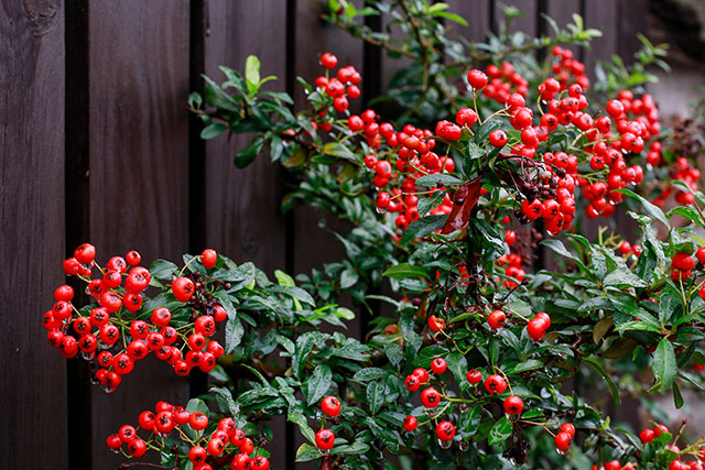 Cotoneaster Hedge Plants with Berries