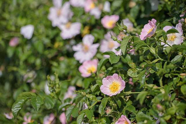Dog Rose Hedge Plants