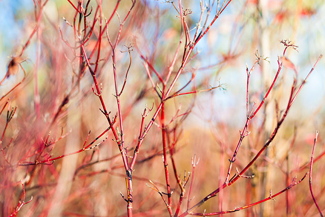Dogwood hedge plants