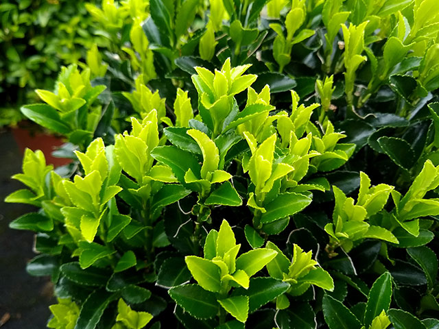 Euonymus Hedging