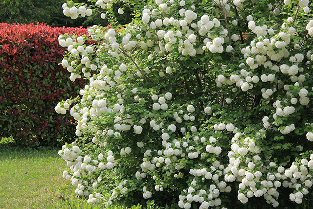 Guelder rose hedging plants