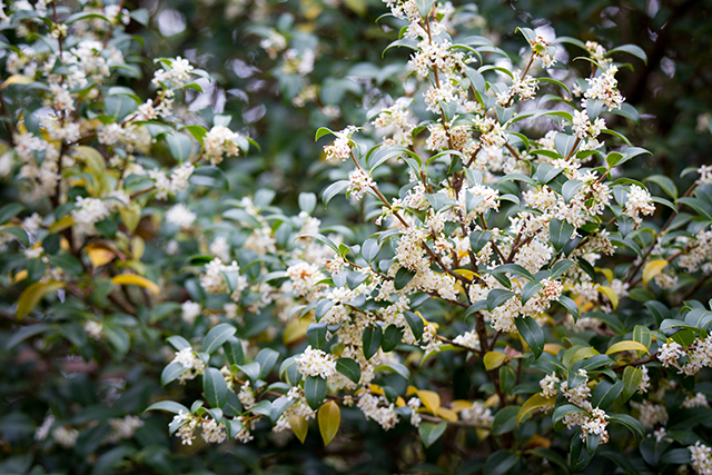 Osmanthus Burkwood hedge plants