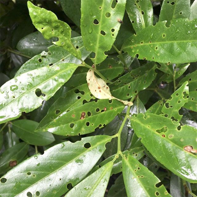 Laurel leaf spot fungi and bacterial shot hole