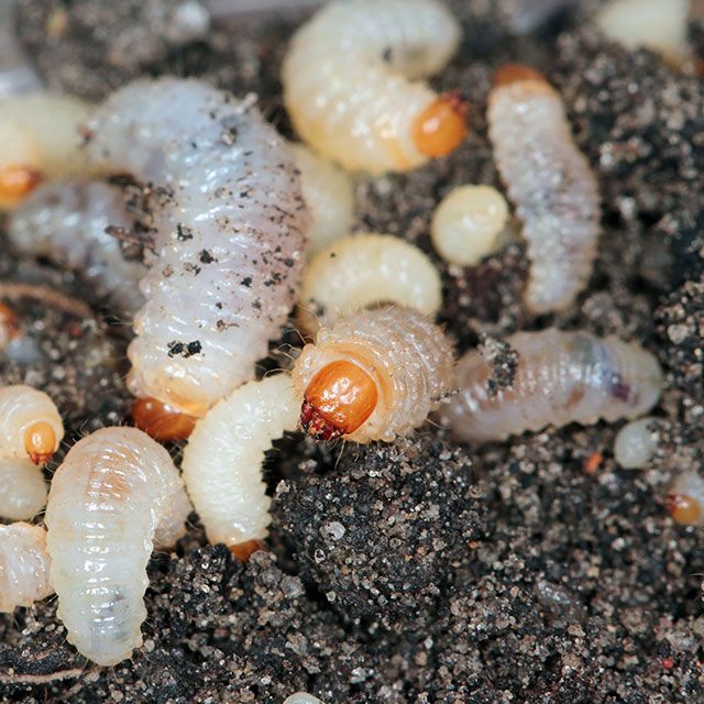 Vine weevil larva in Laurel Roots