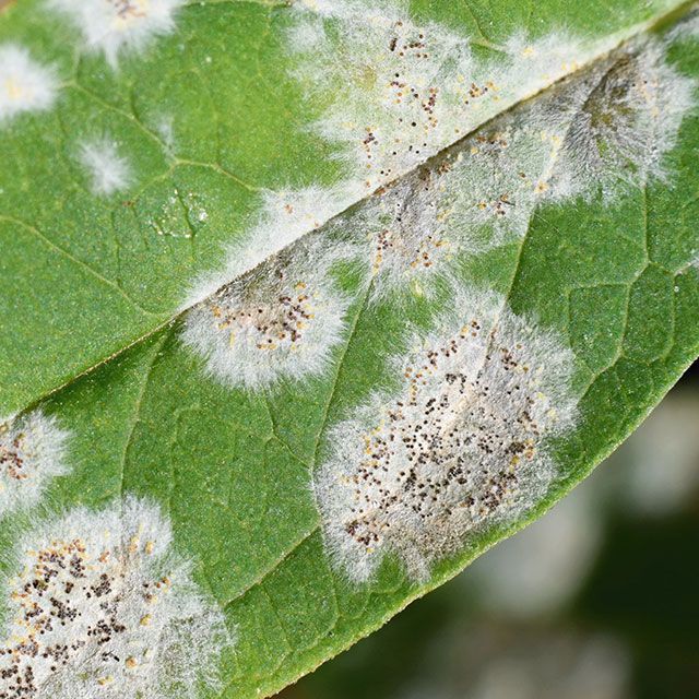 Powdery mildew on laurel hedge