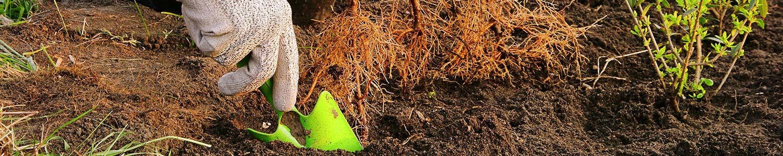 A picture of a person preparing the soil for planting a hedge