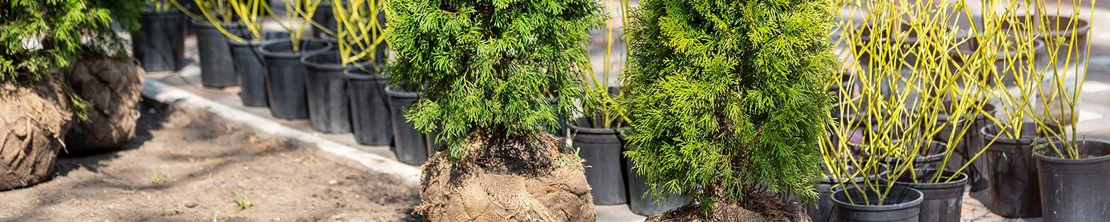 A picture of a variety of hedge plants in a garden