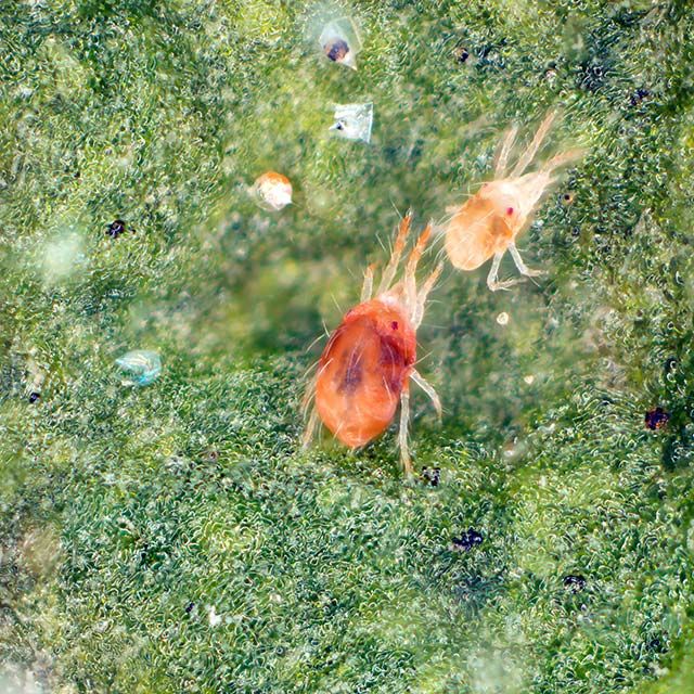 Spider mites on privet leaf