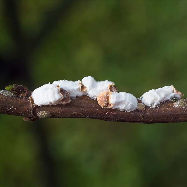 Scale insects on privet hedge