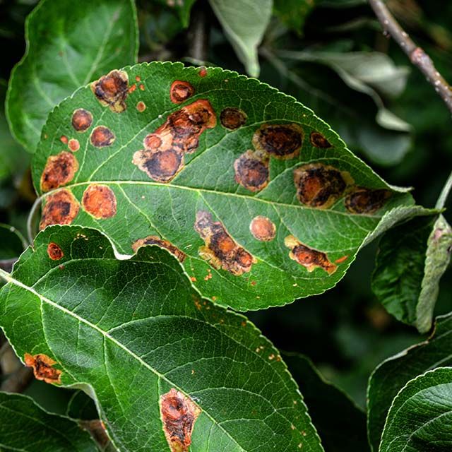 Rust and leaf spot disease