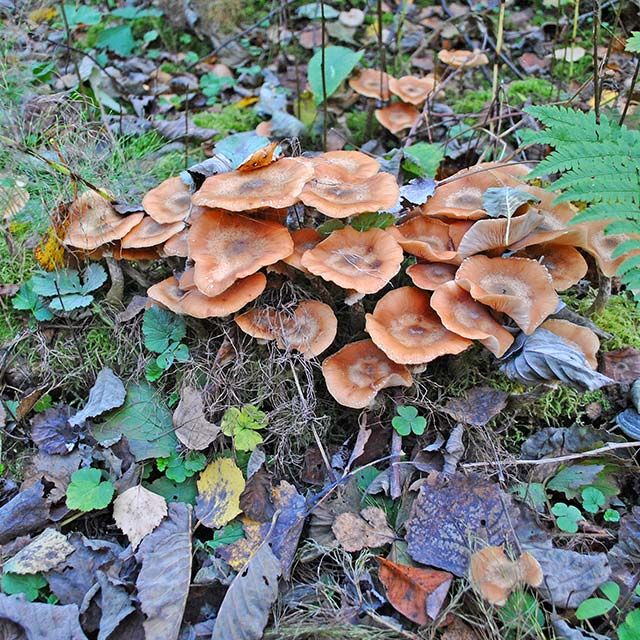 Honey fungus disease