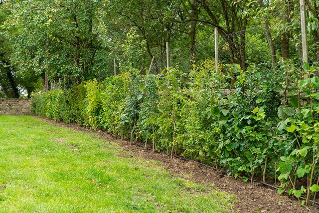 A picture of a mixed native hedge with different plants