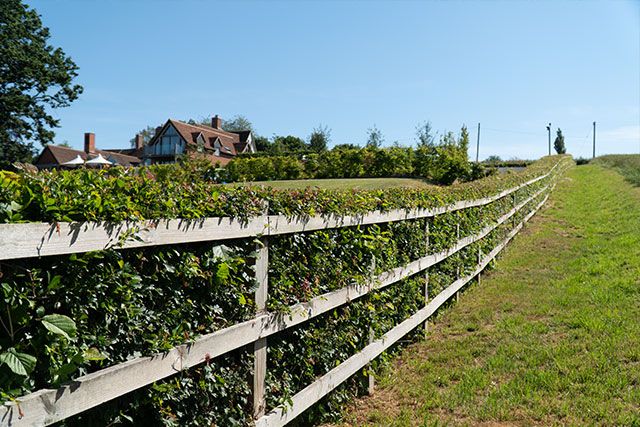 A picture of a hedge with different native plants along a fence line