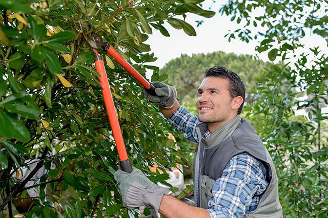 How to prune laurel hedges