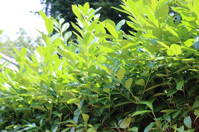 Benefits of pruning laurel plants