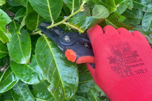 Laurel hedge being pruned with secateurs