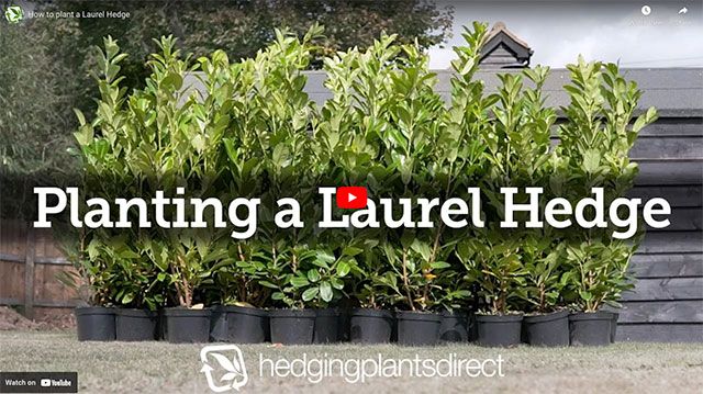 Planting a laurel hedge