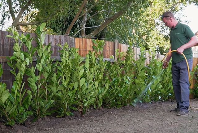 Watering a laurel hedge