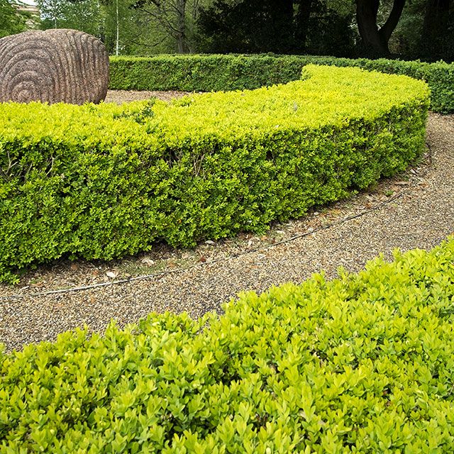 Alternatives to box hedging