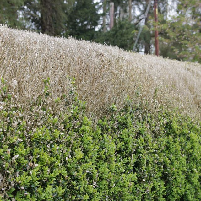 Box blight disease on a box hedge