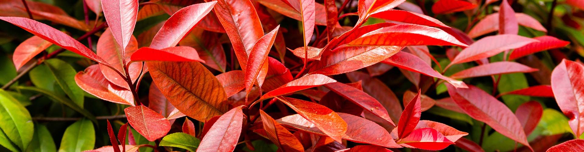 Hedging Plants Direct Buy Hedges and Plants Direct