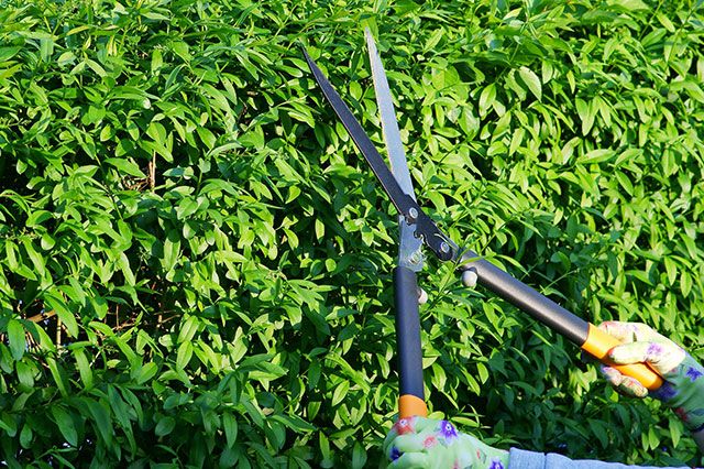 Privet Hedge Pruning
