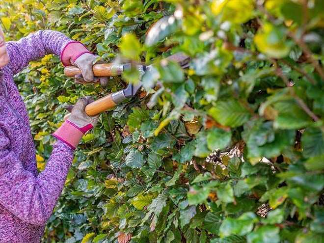 A beech hedge being pruned with shears