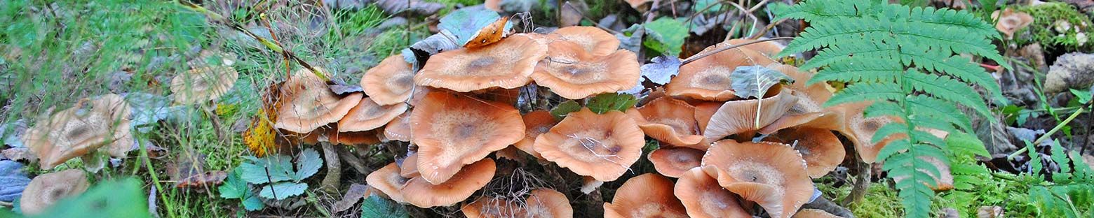 Honey fungus which can cause problems with beech hedges