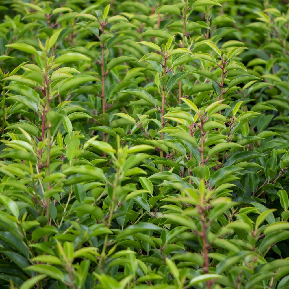 Portuguese Laurel