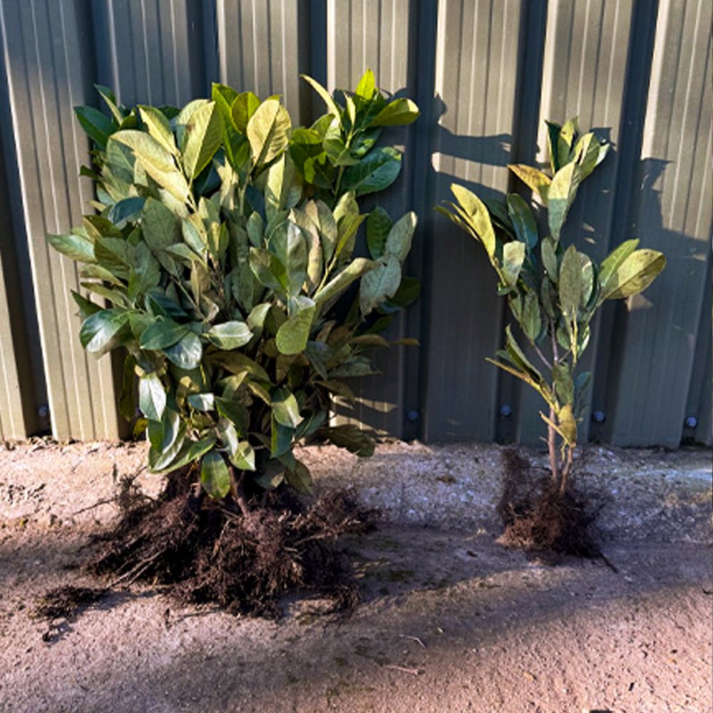 Bare Root Laurel Hedging