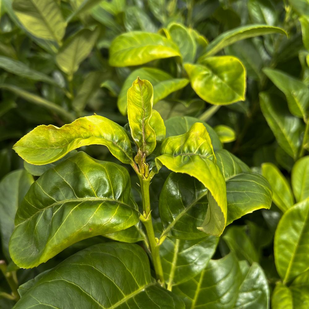 Problems with Laurel hedging