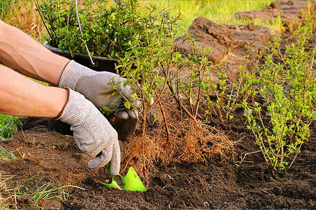 Privet Hedge Planting