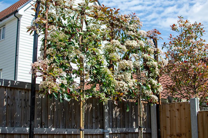 pleached trees planted in a small garden