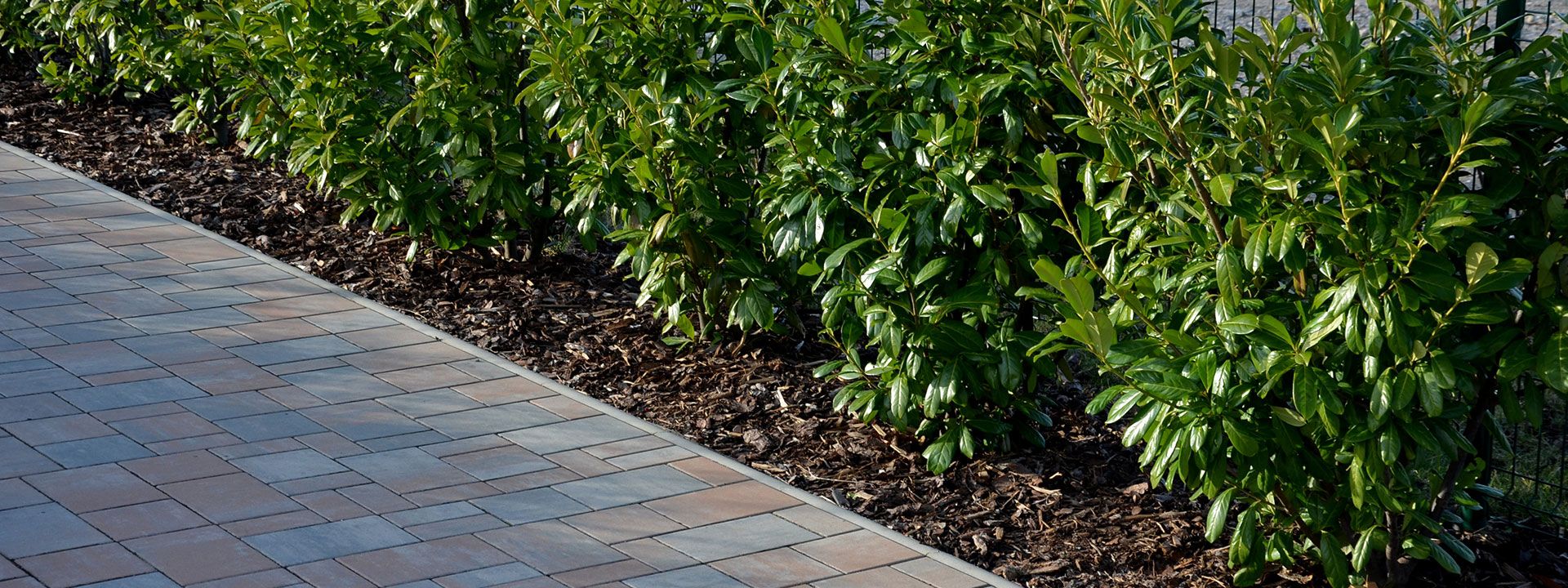 A garden with a hedge, fertilised with slow release fertiliser and mulch