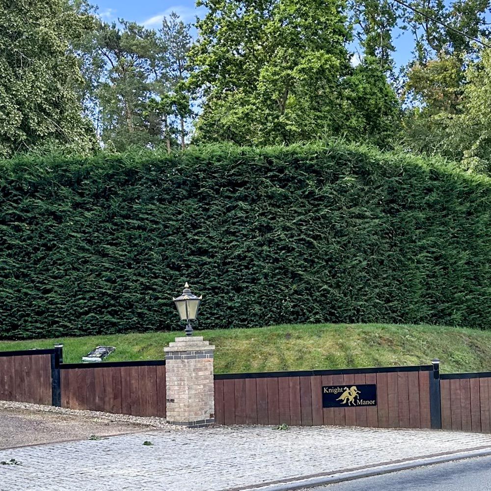 Fast Growing Leylandii Hedge
