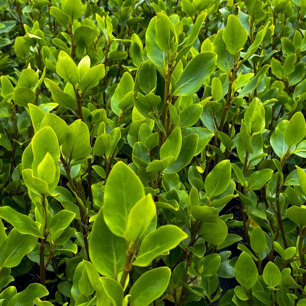 Fast Growing New Zealand Privet Hedge
