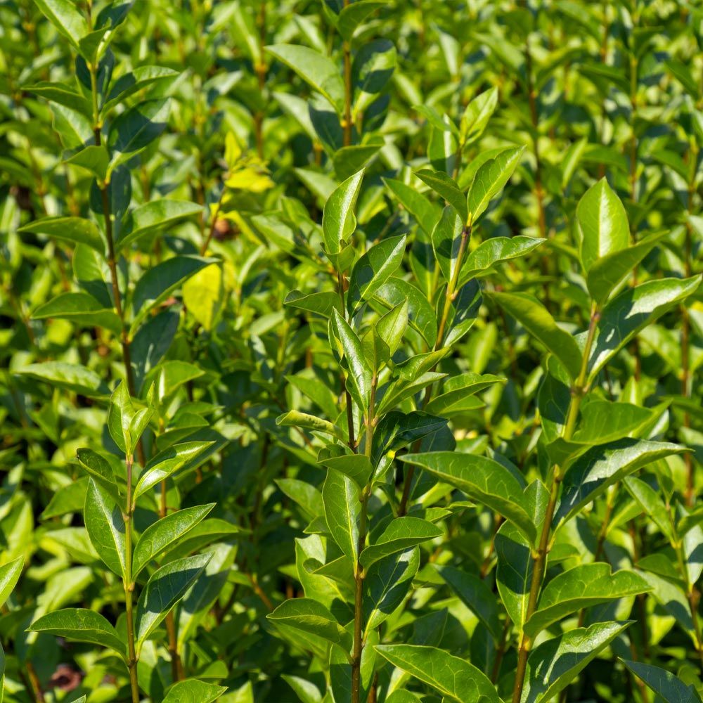 Fast Growing Privet Hedge