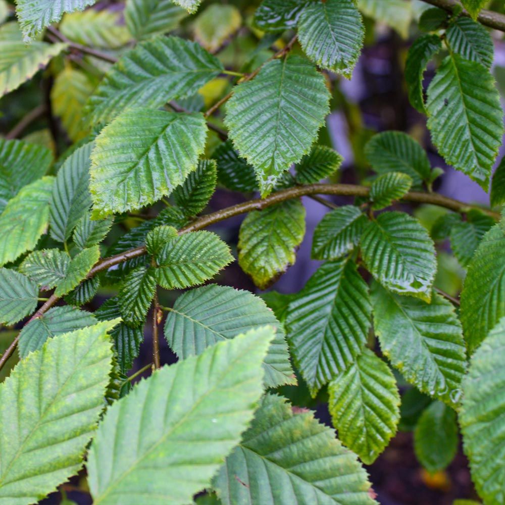 Fast Growing Hornbeam