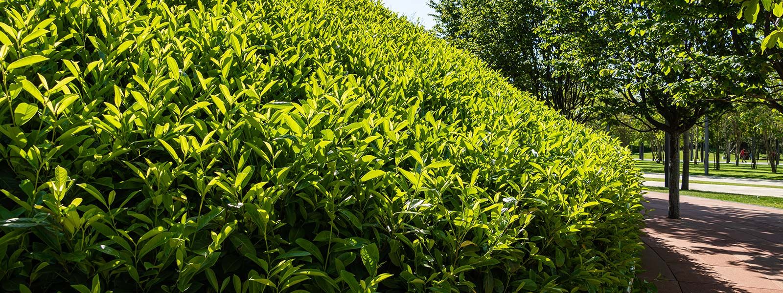 10 Best Hedge Plants for Year Round Beauty and Privacy Hedging Plants