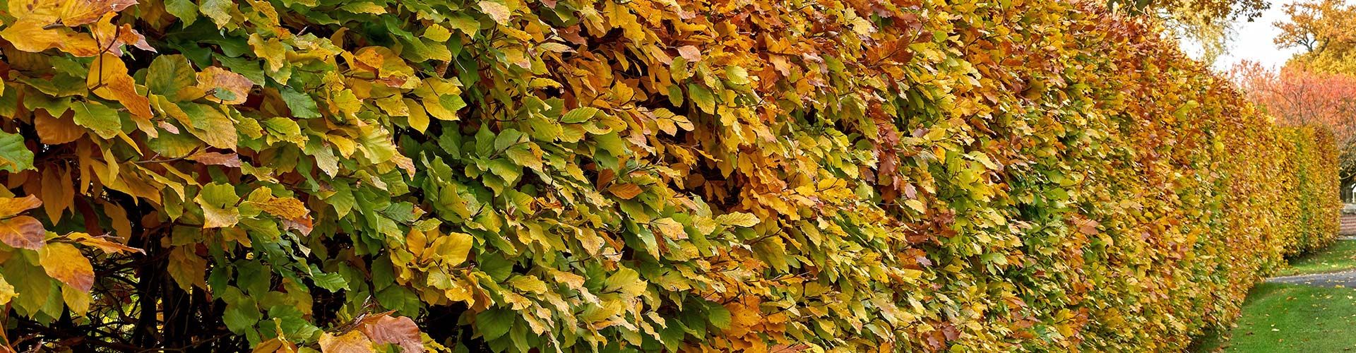 Hedging Special Offers