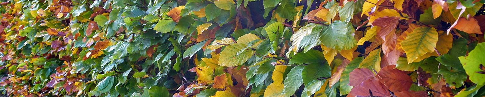 A beech hedge in a garden with green and purple leaves